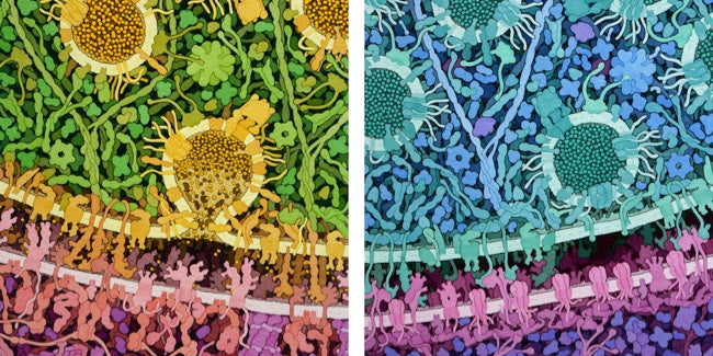 What are the Main Neurotransmitters?