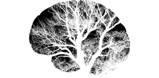 What are Neurotransmitters?