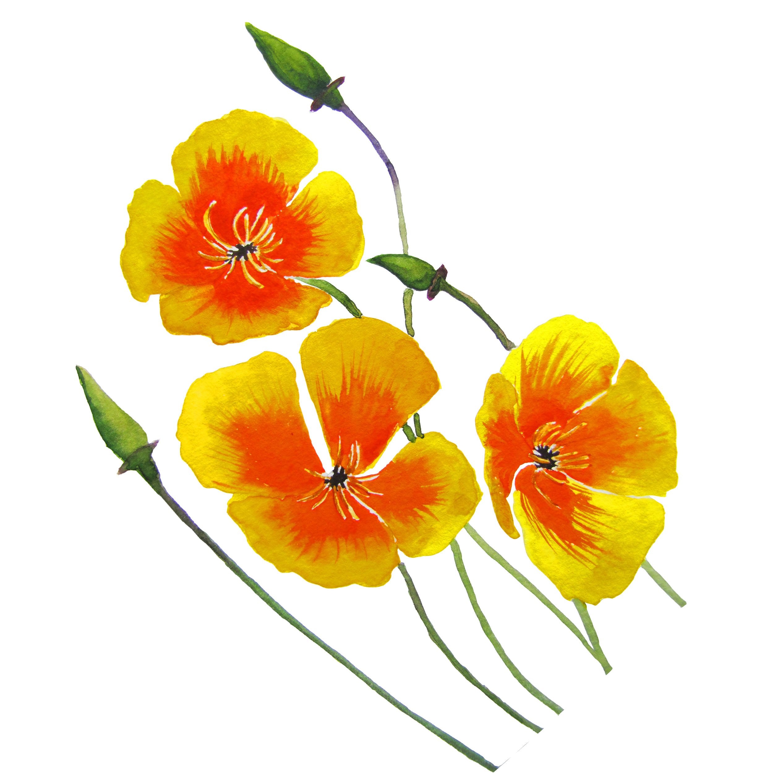 California Poppy Aerial Part Extract