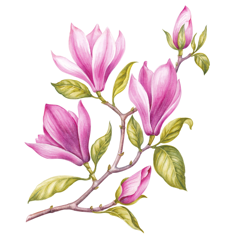 Magnolia Bark Extract