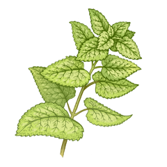 Lemon Balm Extract